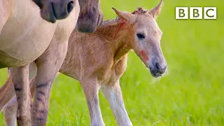 Adorable newborn foal takes first steps 🐎 - BBC