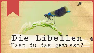 Die Libellen | 3 spannende Fakten