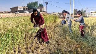 Rice Harvest: A Mother's Steadfast Commitment to Her Children's Prosperity