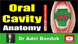 Anatomy of the Oral Cavity, Dr Adel Bondok Making Anatomy Easy