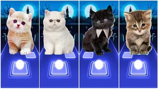 CUTE CATS WEDNESDAY LADY GAGA BLOODY MARY😸TITANIUM BOOMBAYAH😸BLACKPINK LISA MONEY😸JISOO FLOWER KI