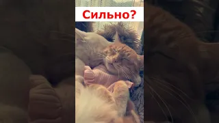 Как сильно любишь?#рекомендации#рек#youtubeshorts#shorts#тренды#приколы #котики