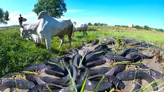 amazing fishing! catch a lot of catfish in field catching by cowboy by technique hand near road