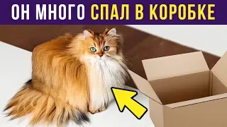 Приколы. КОТ МНОГО СПАЛ В КОРОБКЕ | Мемозг #172