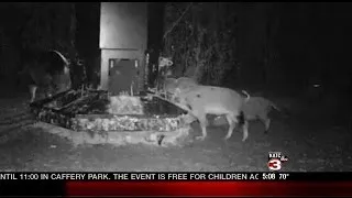 Poison delivery systems being tested to control wild hog population