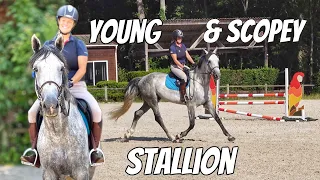 JUMPING A YOUNG & SCOPEY STALLION | Global Amateur Tour 🇫🇷