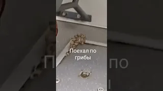 поехал по грибы