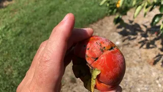 ARE THEY REALLY WORTH THE TROUBLE? 🍊 FREEZE DAMAGED PERSIMMON TREES