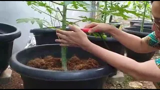 Pruning papaya to grow short and bear much fruit