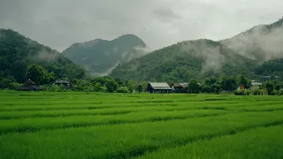 Rice Farms drone shot Bali (Royalty Free stock video )