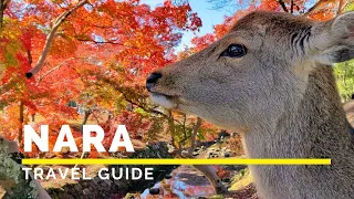 NARA, JAPAN Travel Guide | Happy Trip