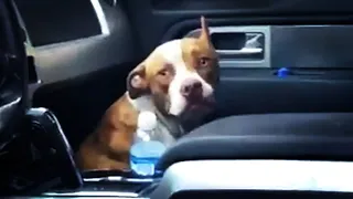 A homeless PIT BULL suddenly jumps into a couple's car and refuses to leave