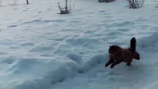 Сибирский кот Потап во всей красе в замедленном беге.