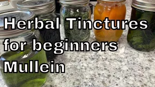 Medicinal Herbal Tinctures - Beginners Easy!  Making a Mullein Tincture for Respiratory.