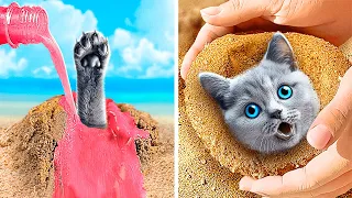 Encontrei um gato na areia 😱 Gadgets e truques úteis para donos de animais de estimação