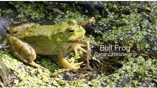 Bullfrogs hunting Dragonflies, Bullfrog Eating a Frog, Katydid Nymph, & Many Others