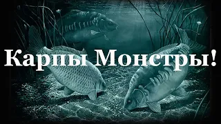 Карпы Монстры на платнике в Московской области. Рыбалка в рыболовном клубе Подкова!