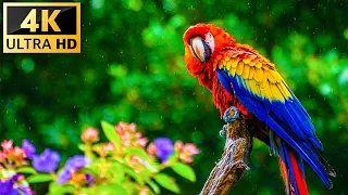Our Planet | Birds Of The World 4K - Relaxing Music With Colorful Birds In The Rainforest