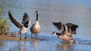 Barnacle Geese - Canada Geese Confrontation