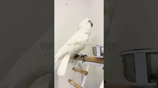 Umbrella Cockatoos Dancing #umbrellacockatoo #cockatoo #parrot #youtubeshorts #shorts #bird #pet