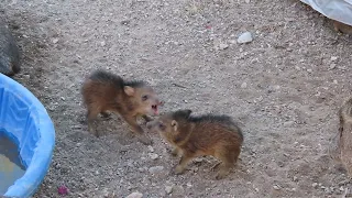 Baby javelina fight practice