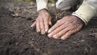 Planting Trees in the Amazon: The Amazon Project | One Tree Planted