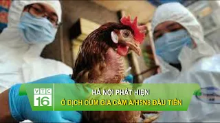 Hà Nội phát hiện ổ dịch cúm gia cầm A/H5N8 đầu tiên | VTC16