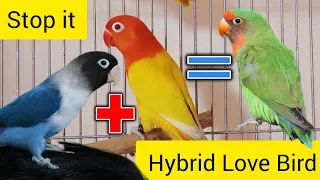 Hybrid Of Love Birds And It's a Mule (Stop Doing it)👎