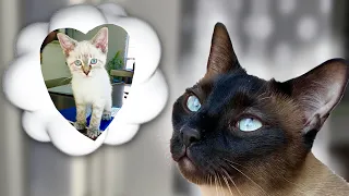 Siamese Cat Finds Soulmate #shorts