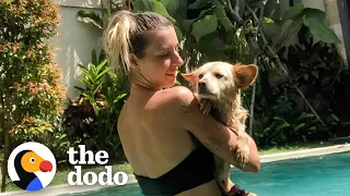 Puppy Rescued From Bottom Of A Ravine Loves The Water Now | The Dodo Faith = Restored