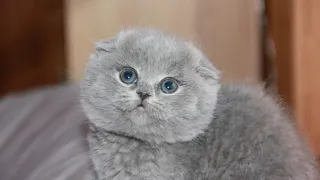Девушка купила котёнка по объявлению за 500 рублей, но потом сильно об этом пожалела