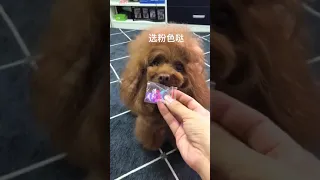 🐶 Cute puppy Funny  Cute Dog Pomeranian 😍 #FunnyPuppytiktok # 60