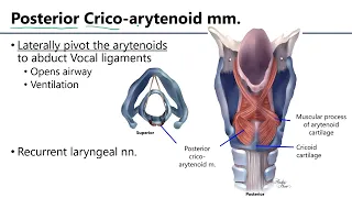 Larynx LO9 - M1 Anatomy Learning Objectives