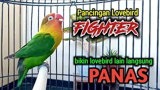 SUARA BURUNG LOVEBIRD NGEKEK PANJANG, GACOR FIGHTER PANCING EMOSI, LABET LAIN LANGSUNG PANAS