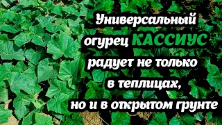 Универсальный огурец Кассиус. Радует не только в теплицах, но и в открытом грунте!