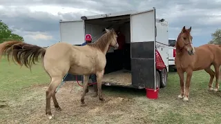 Loading an Aggressive Horse