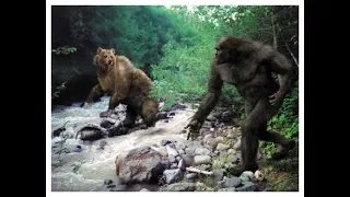 World Bigfoot Radio #21, Pt 2 ~ Bear on Bigfoot!!