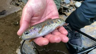 Fly Fishing for Wild & Native Trout in the Smoky Mountains