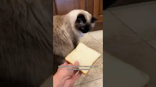 Можно ли кошкам есть хлеб?