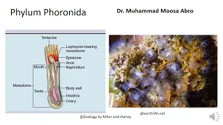 Phylum Phoronida