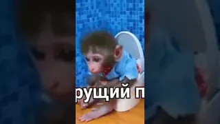 срущий ПОН :)