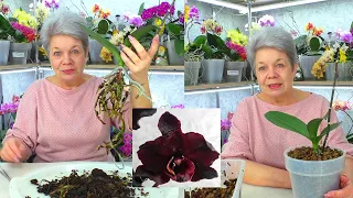 Repot your orchid only when it is ready for a New Life! Orchid Black Swan. NEW LIFE...