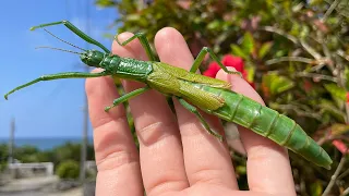 日本最大の昆虫がバケモノ過ぎてヤバい...😱