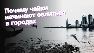 Почему чайки начинают селиться в городах