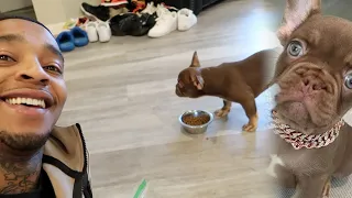 My First Dog! First 24 Hours With A Rare Exotic Frenchie Puppy!