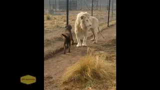 Lion asked the dog for forgiveness