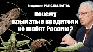 Академик РАН Салис Каракотов. Почему крылатые вредители не любят Россию? / #АНДРЕЙУГЛАНОВ #ЗАУГЛОМ