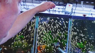 Master Breeder Feeds HUNDREDS of Baby Fish [Tour]