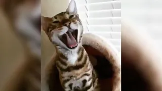 12 Minutes of Funny Cat Videos - EP 58