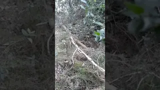 Comment trouver des asperges sauvages